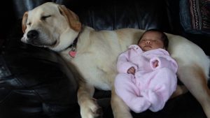 Un labrador garde un nouveau-né