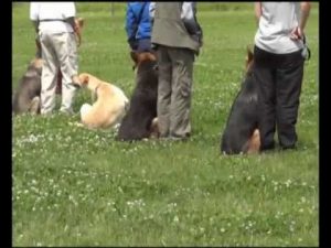 Union sportive cynophile : Techniques de dressage