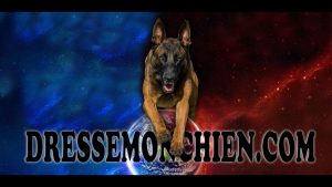 Vidéo d’éducation canine avec chien de race malinois