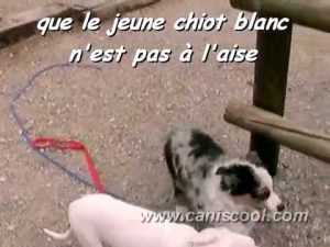 Vidéos dressage chiens éducation canine