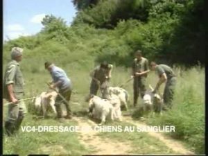 Apprendre à dresser les chiens à la chasse au sanglier