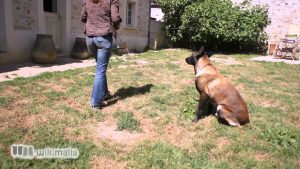 Apprendre à son chien à ne pas bouger