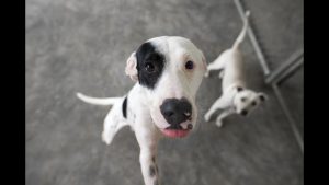 Apprendre à son chien à ne pas sauter