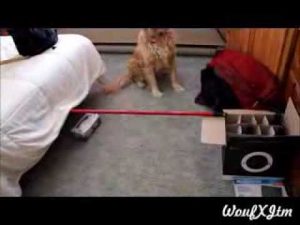 Apprendre à son chien à sauter des obstacles