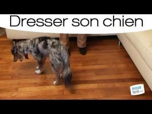 Apprendre à votre chien à se coucher