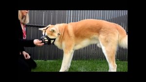 Apprendre le port de la muselière à son chien