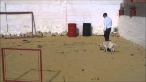 Apprenez à dresser votre chien avec un professionnel