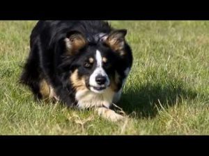 Border Collie en apprentissage au troupeau