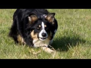 Border Collie en apprentissage au troupeau