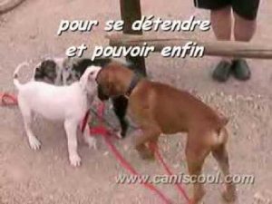 Chien dressage éducation canine les classes pour chiots