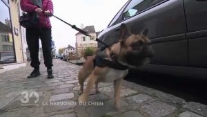 Chien en promenade : comment calmer son agitation ?