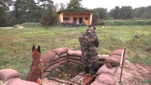 Chien Militaire : Championnat national des chiens militaires