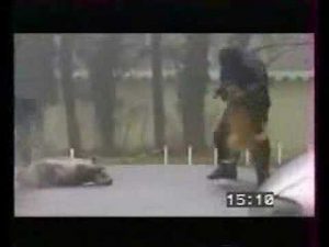 Chien policier : les Malinois ça rigole pas!