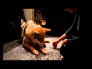 Chienne loup de saarloos en séance d'éducation canine