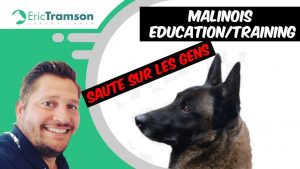 CHIENNE MALINOIS SAUTE SUR LES GENS/CONSEILS/EDUCATION CANINE