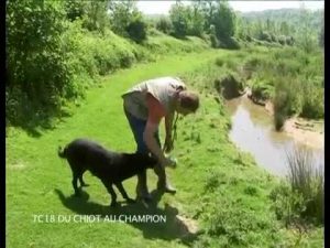 Chiens de chasse : Du chiot au champion