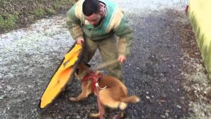 Chiot malinois 8 mois en pension dressage