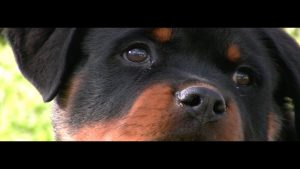 CHIOT ROTTWEILER : APPRENTISSAGE POUR CHIOT