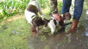 Chiots münstërlander : l'éducation à l'eau