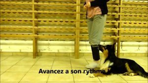 Comment apprendre a son chien a ramper ?