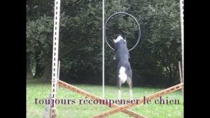 Comment apprendre à son chien à sauter dans un cercle ?