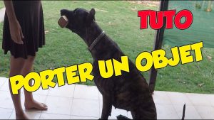 Comment apprendre à son chien à porter calmement et sans mâchonner