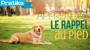 Comment apprendre à votre chien le rappel au pied