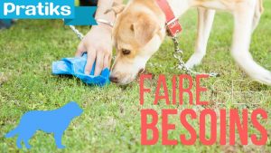 Comment apprendre à votre chien à faire ses besoins à un endroit précis