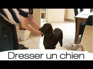 Comment apprendre efficacement le rappel à son chien ?