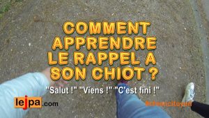 Comment apprendre le rappel à son chiot ?