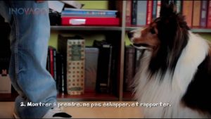 Comment dresser son chien au pointeur laser animaux - Va chercher le rapport d'objets