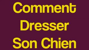 Comment dresser son chien : La méthode rapide en moins de 15 minutes