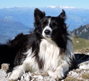 Comment dresser un Border Collie chien ou chiot