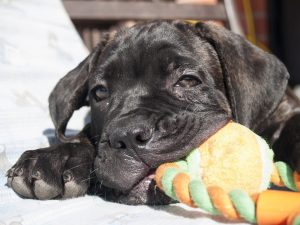 Comment dresser un Cane Corso chien ou chiot - Conseil dressage