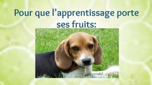 Comment dresser un chien Beagle ?