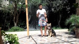 Comment dresser un chien berger allemand la discipline