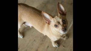 Comment dresser un Chihuahua chien ou chiot- Education