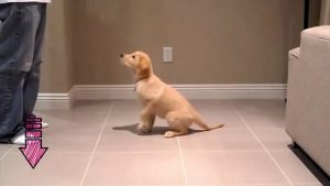 Comment dresser un Golden Retriever chien ou chiot ?