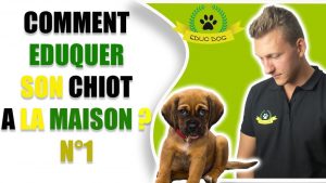 COMMENT EDUQUER SON CHIOT OU SON CHIEN