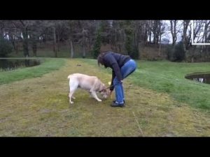 Comment initier votre chien au pistage