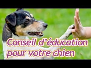 Conseils d'éducation vétérinaire pour votre chien