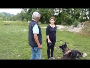 Cours d'éducation canine : la marche