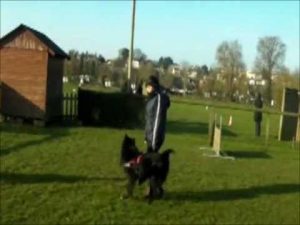 Cours d'éducation canine obéissance