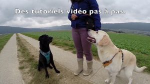 Cours en ligne Education canine