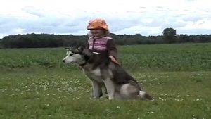 Cours privé de dressage de chiens