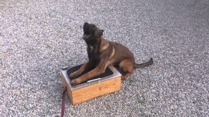 Débourrage garde d'objet bébé malinois