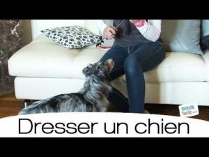 Dressage : Apprendre à son chien à tourner sur lui-même