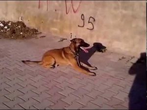 Dressage berger malinois a l'attaque