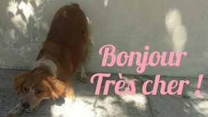 Dressage Canin : Apprendre le salut a son chien