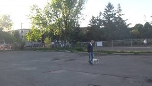 Dressage canin : Marcher au pied avec son chien sans laisse